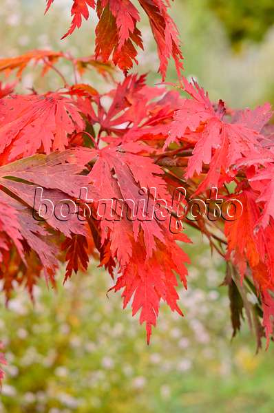 525184 - Japanese maple (Acer japonicum 'Aconitifolium')