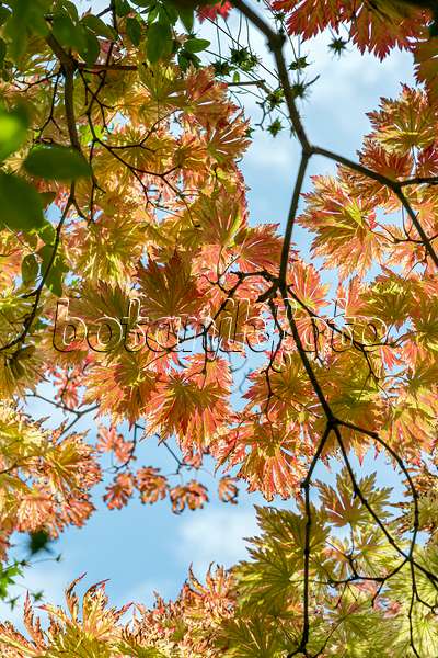 651012 - Japanese maple (Acer japonicum 'Aconitifolium')