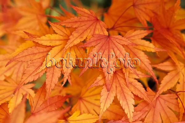 433229 - Japanese maple (Acer palmatum)