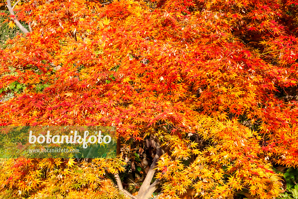 453208 - Japanese maple (Acer palmatum)