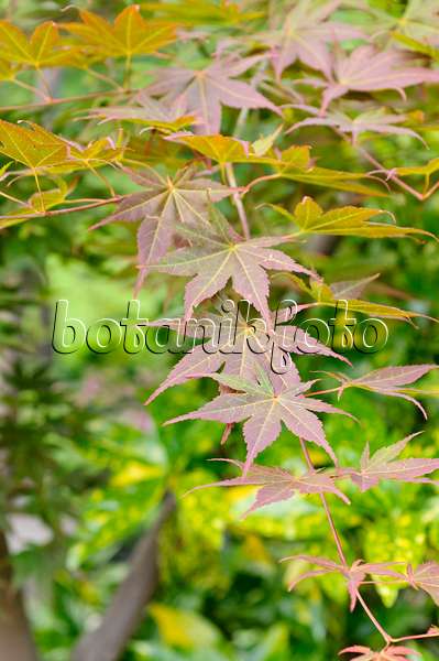 472390 - Japanese maple (Acer palmatum)
