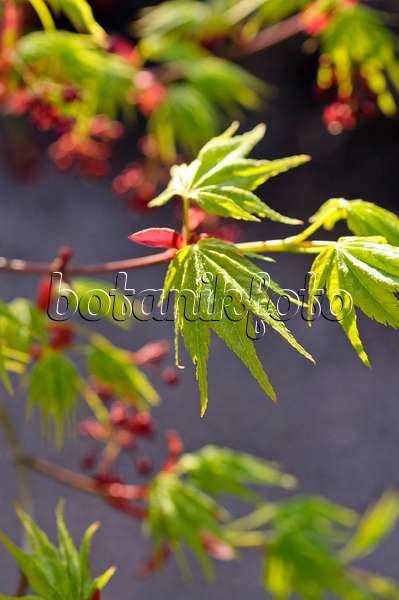 483295 - Japanese maple (Acer palmatum)