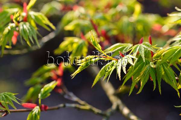 483297 - Japanese maple (Acer palmatum)