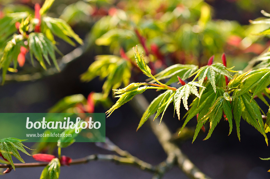 483297 - Japanese maple (Acer palmatum)