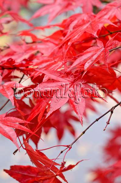 525308 - Japanese maple (Acer palmatum)