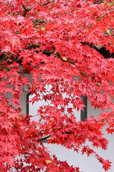 525310 - Japanese maple (Acer palmatum)