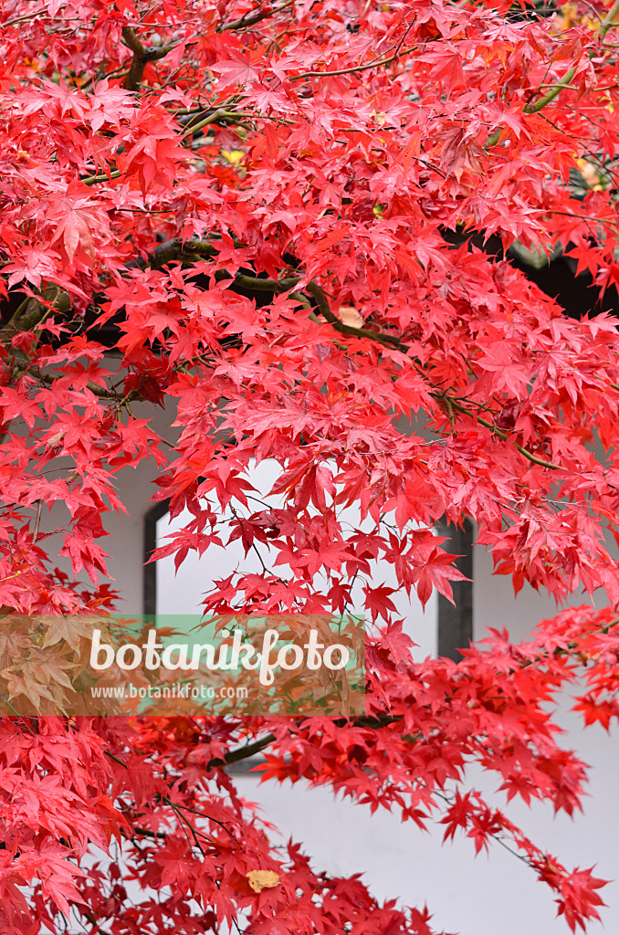 525310 - Japanese maple (Acer palmatum)