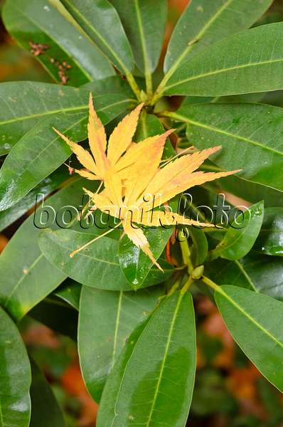 525405 - Japanese maple (Acer palmatum)