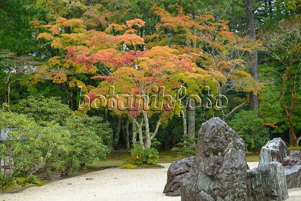 535253 - Japanese maple (Acer palmatum)
