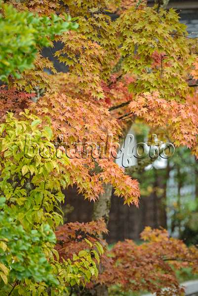 535254 - Japanese maple (Acer palmatum)