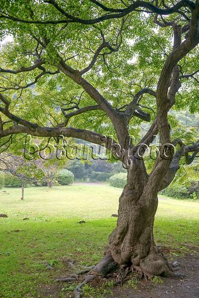 547053 - Japanese maple (Acer palmatum)