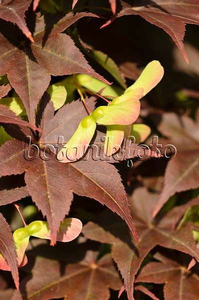 521491 - Japanese maple (Acer palmatum 'Atropurpureum')
