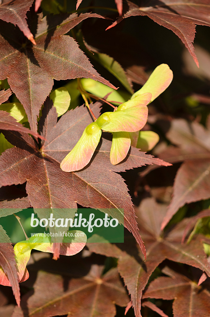 521491 - Japanese maple (Acer palmatum 'Atropurpureum')