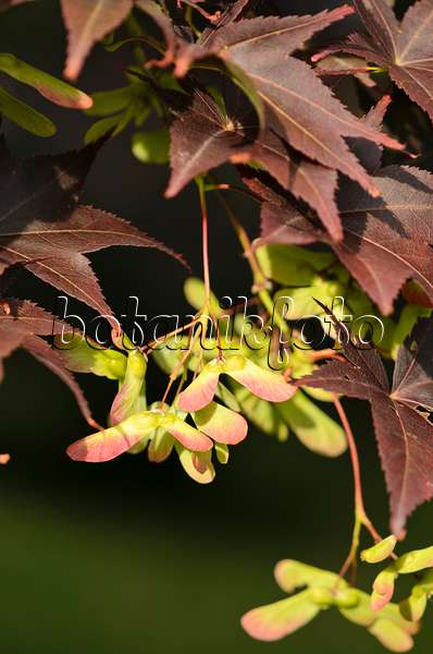 521492 - Japanese maple (Acer palmatum 'Atropurpureum')