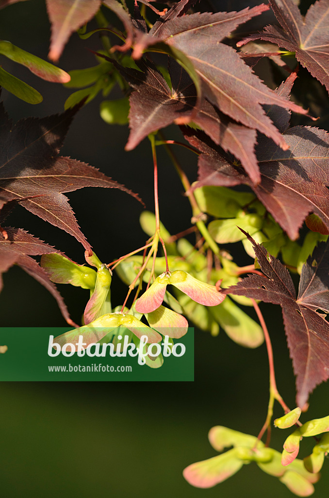 521492 - Japanese maple (Acer palmatum 'Atropurpureum')