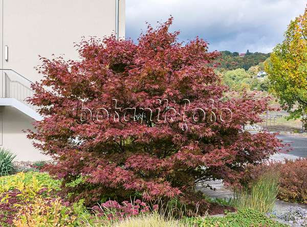 651014 - Japanese maple (Acer palmatum 'Atropurpureum')