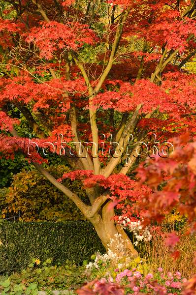 501250 - Japanese maple (Acer palmatum 'Autumn Glory')