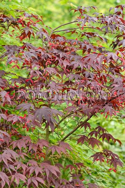 533318 - Japanese maple (Acer palmatum 'Bloodgood')