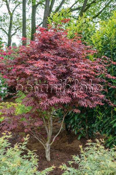 558022 - Japanese maple (Acer palmatum 'Bloodgood')