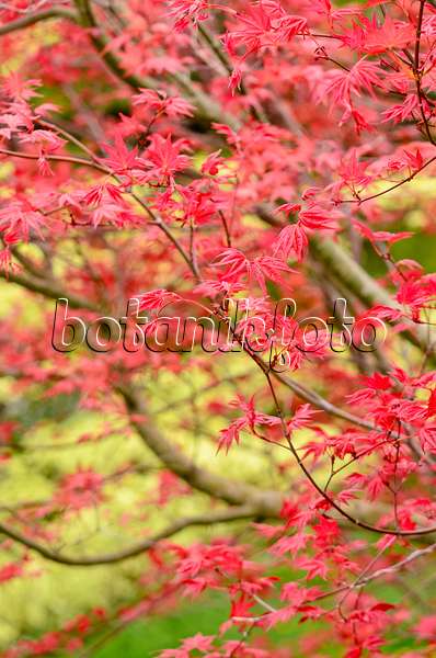 556022 - Japanese maple (Acer palmatum 'Deshojo')