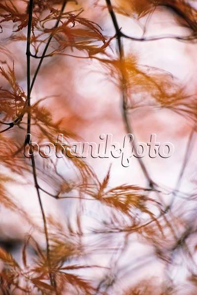384016 - Japanese maple (Acer palmatum 'Dissectum')