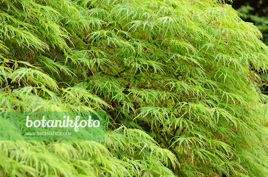 520103 - Japanese maple (Acer palmatum 'Dissectum')