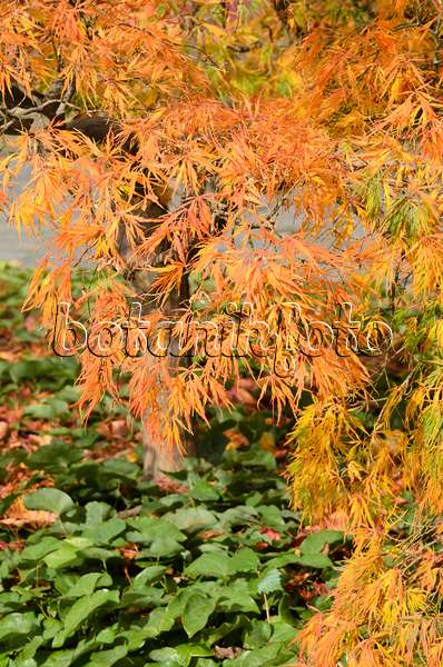 525313 - Japanese maple (Acer palmatum 'Dissectum')