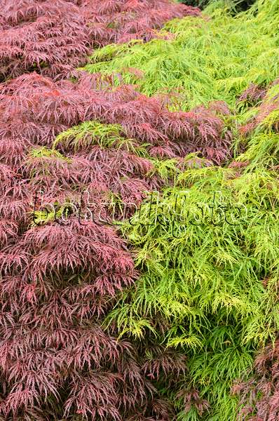 520466 - Japanese maple (Acer palmatum 'Dissectum Garnet' and Acer palmatum 'Dissectum')