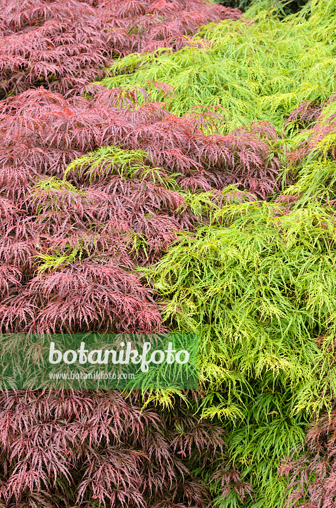 520466 - Japanese maple (Acer palmatum 'Dissectum Garnet' and Acer palmatum 'Dissectum')