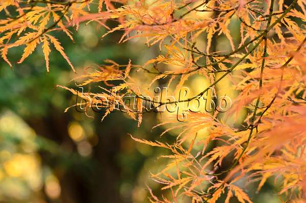 525271 - Japanese maple (Acer palmatum 'Dissectum Garnet')