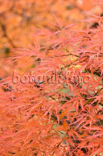 525272 - Japanese maple (Acer palmatum 'Dissectum Garnet')