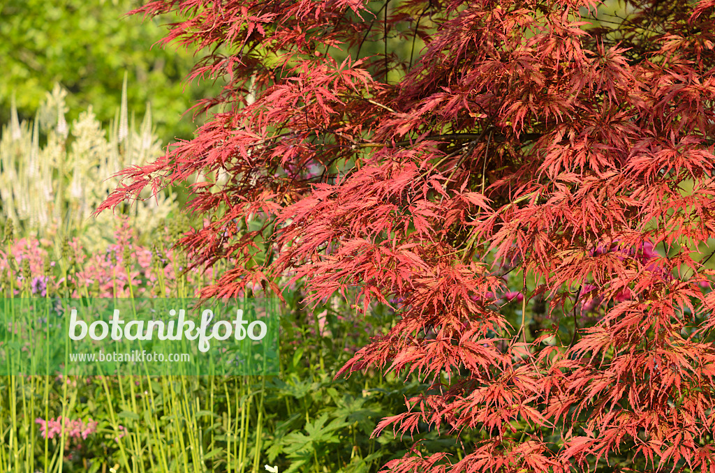 534427 - Japanese maple (Acer palmatum 'Dissectum Garnet')