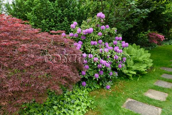 556158 - Japanese maple (Acer palmatum 'Dissectum Garnet'), rhododendron (Rhododendron) and ostrich fern (Matteuccia struthiopteris)