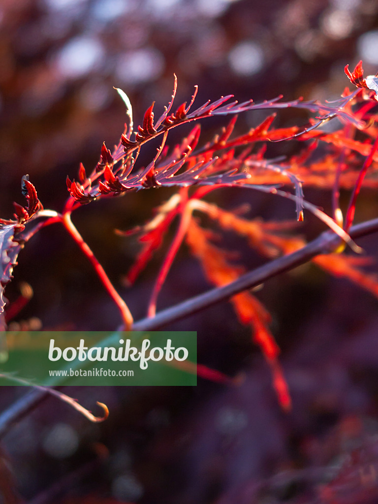 415060 - Japanese maple (Acer palmatum 'Dissectum Ornatum')