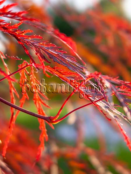 415061 - Japanese maple (Acer palmatum 'Dissectum Ornatum')