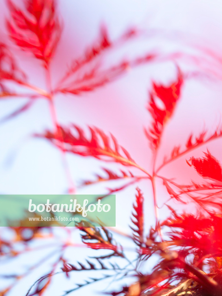 415062 - Japanese maple (Acer palmatum 'Dissectum Ornatum')