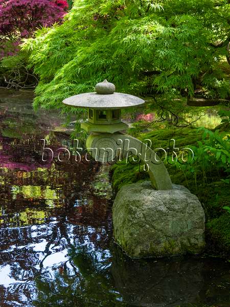 401135 - Japanese maple (Acer palmatum) in a Japanese garden with a stone lantern in a pond