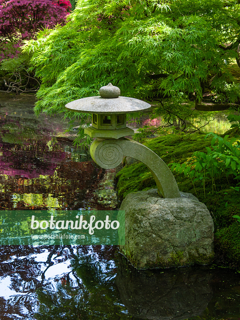 401135 - Japanese maple (Acer palmatum) in a Japanese garden with a stone lantern in a pond