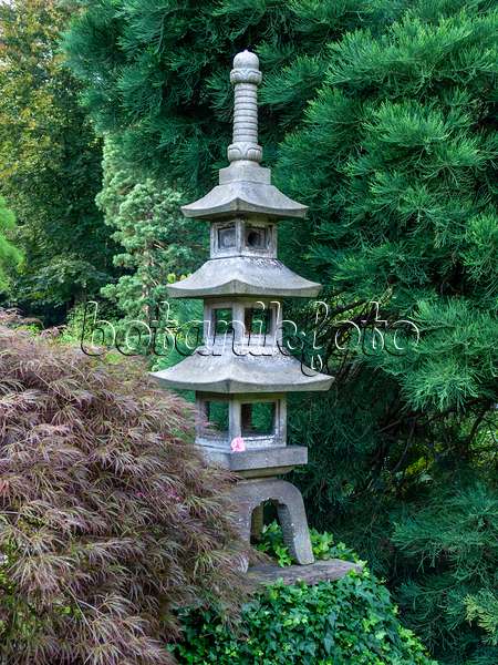 427081 - Japanese maple (Acer palmatum) in a Japanese garden with a three-storey stone lantern