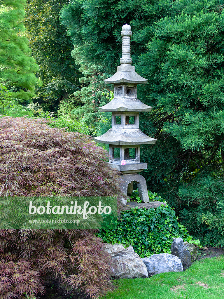 427082 - Japanese maple (Acer palmatum) in a Japanese garden with a three-storey stone lantern