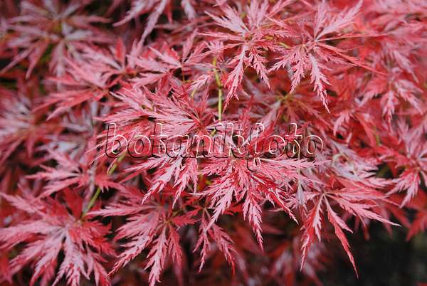 471353 - Japanese maple (Acer palmatum 'Orangeola')