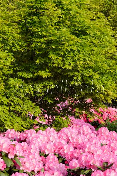 520405 - Japanese maple (Acer palmatum) and rhododendron (Rhododendron)
