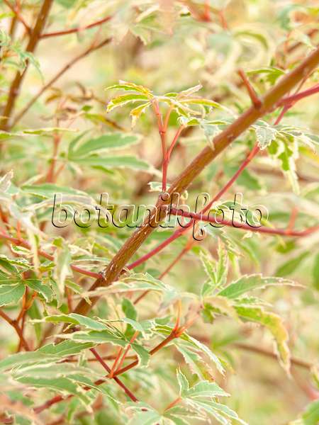 440252 - Japanese maple (Acer palmatum 'Roseo Marginata')