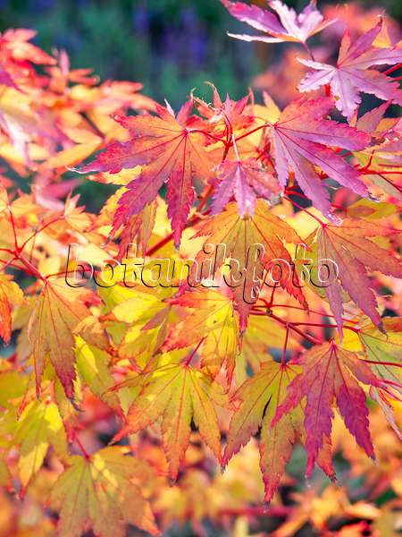 440247 - Japanese maple (Acer palmatum 'Sangokaku')