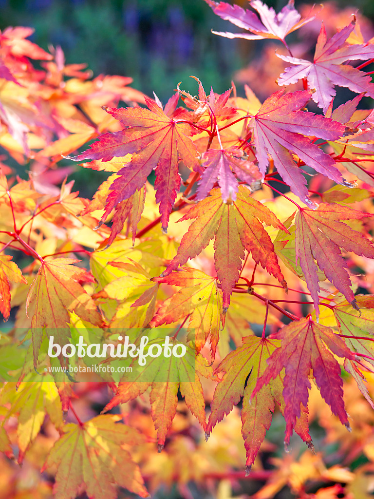 440247 - Japanese maple (Acer palmatum 'Sangokaku')