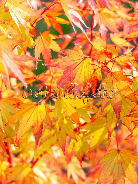 440251 - Japanese maple (Acer palmatum 'Sangokaku')