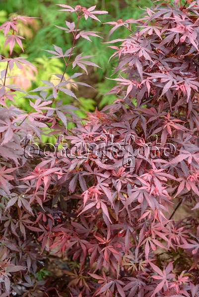 558030 - Japanese maple (Acer palmatum 'Skeeter's Broom')