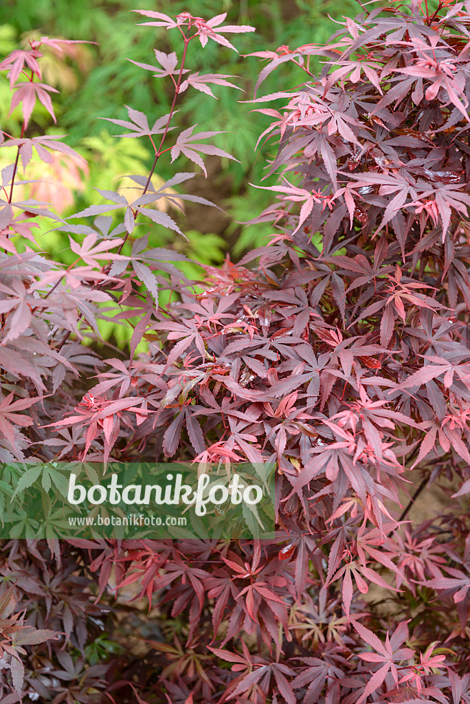 558030 - Japanese maple (Acer palmatum 'Skeeter's Broom')