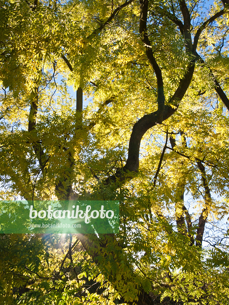 418072 - Japanese pagoda tree (Styphnolobium japonicum syn. Sophora japonica)