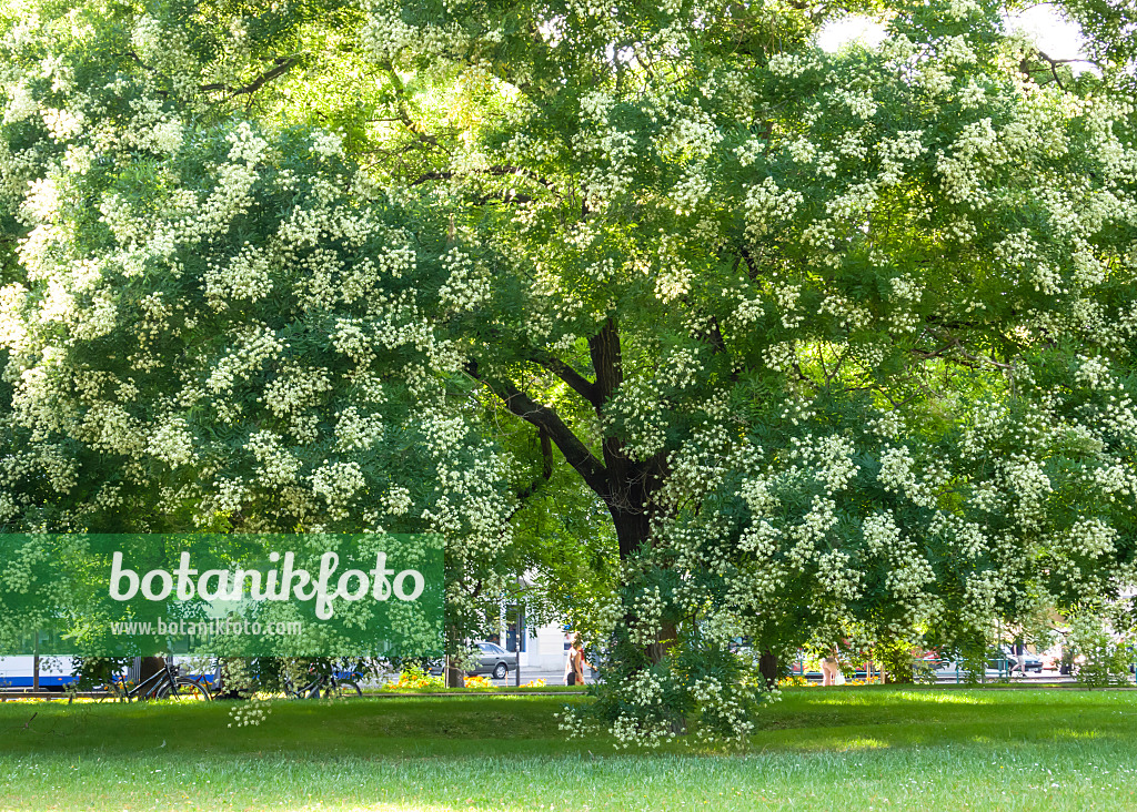 452066 - Japanese pagoda tree (Styphnolobium japonicum syn. Sophora japonica)